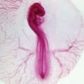 Chick Embryo 48-Hour Slides. 