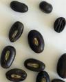10 Gul E Nishtar - Erytherina Subrosa Bonsai Tree Seeds. 