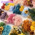 Embossed Dried Flowers Diy Dried Flowers Kit Real Natural ing Flowers for Handmade Jewelry Nails Crafts Bulk Dried Flower Material Favorite Floral Mural Decorations. 