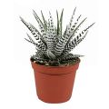 zebra Plant (Haworthia Fasciata Zebra Alba ) live Plant with Plant Pot & Stones (succulent). 