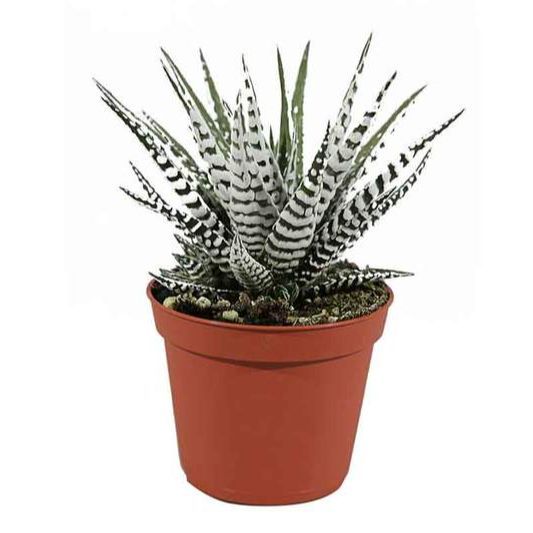 zebra Plant (Haworthia Fasciata Zebra Alba ) live Plant with Plant Pot & Stones (succulent)