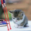 Cat Laser Light Pointer Teaser Toy. 
