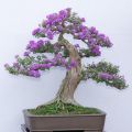 Bonsai Lilac Tree Seeds Home Gardening. 