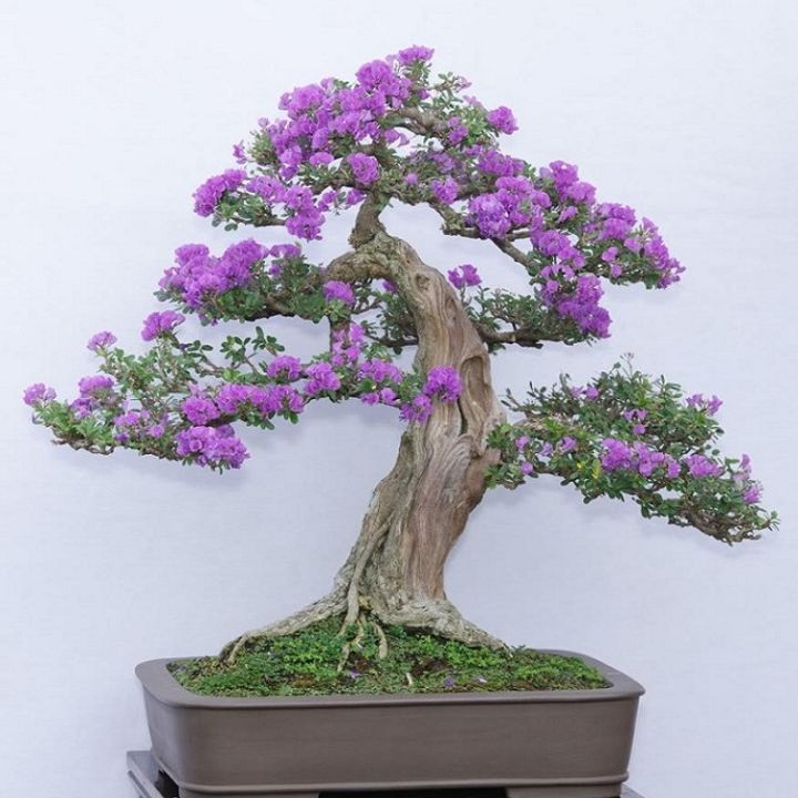 Bonsai%20Lilac%20Tree%20Seeds%20Home%20Gardening%20-%20Image%202