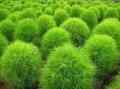 Kochia seeds best gardening shop. 