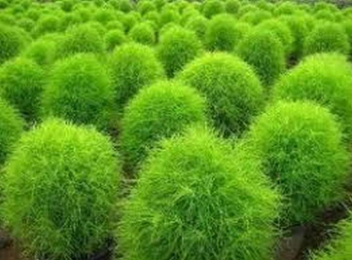 Kochia%20Seeds%20for%20Gardening%20Best%20Shop%20Quality%20Plants%20Seeds%20for%20Garden%20Growing%20-%20Image%202