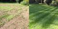 Green Grass Lawn Care Use For All Garden Solution 1.5 kg. 