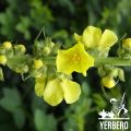 Premium Mullein Leaf Grounded 5 oz (142g). 