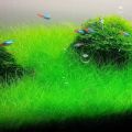 Dwarf Hairgrass Aquarium Plant Seeds. 