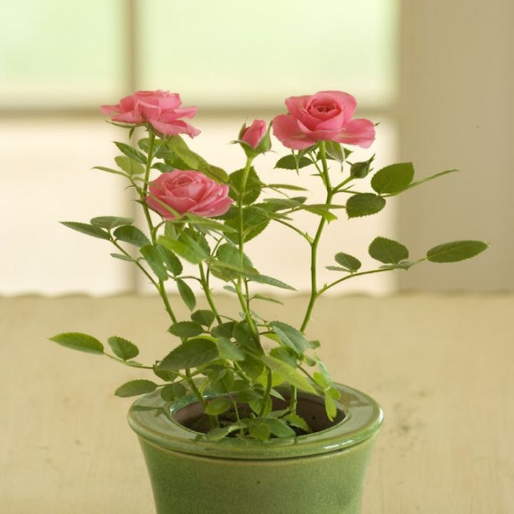 Miniature%20Rose%20Pink%20Flower%20Seeds%20-%20Image%202