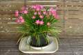 Pink Rain Lilly Zephyranthes Grandiflora Lycoris Candida Votaniki snowdrops LUCKY Pink Rain Lily Bulbs, Perennial Lily Flowering Bulbs,Bloom Multiple Times Rain Lily BY GREEN GOLD. 