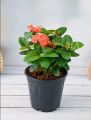 Ixora  - Plant (Best for Seed, Home and Garden). 