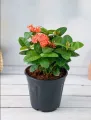 Ixora  - Plant (Best for Seed, Home and Garden). 