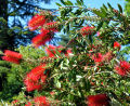 Red Bottlebrush / Bottle Brush / Callistemon Tree Seeds. 