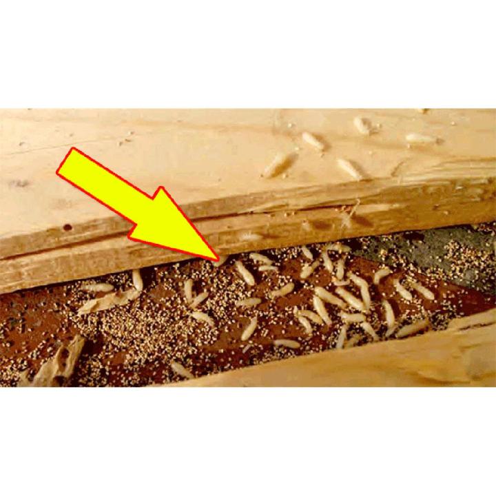 Termite and Pest Control mini Pack