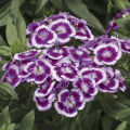 25+ Sweet William Flower Seeds - Home Gardening. 