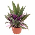 RHEO PLANT/OYSTER PLANT/LIVE SUCCULENTS PLANT WITH PURPLE & GREEN LEAVES. 
