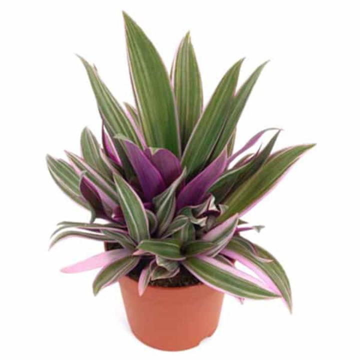 RHEO PLANT/OYSTER PLANT/LIVE SUCCULENTS PLANT WITH PURPLE & GREEN LEAVES