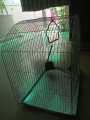 Cage for ringneck, austrailian parrots/bajri,. 