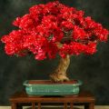 Bougainvillea Red Tree Seeds. 