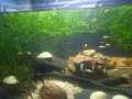 Guppy Grass / Aquarium live grass / Najas Grass Live Aquatic Aquarium Low Tec Plant Bunch of 10 Stems. 