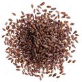 50+ Tarragon Green Herb Summer Seeds. 