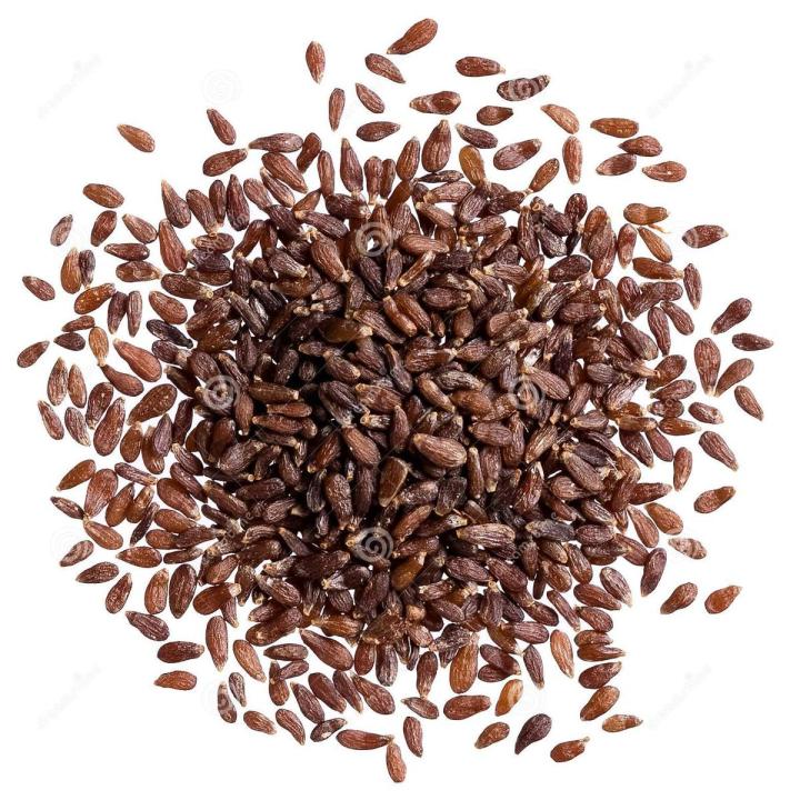 50+ Tarragon Green Herb Summer Seeds