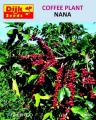 Coffee Plant Spring Summer Perenial Seeds. 