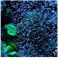 Fish Aquarium Air Bubble Stone Shower Stick (Size 8 inches) Best Air Bubble Stone For Fish Tank. 