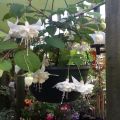 White King Fuchsia Flower Plant Seeds. 