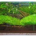 Riccia Moss for Aquarium. 