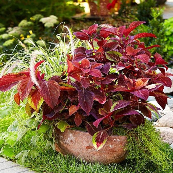 Big Red Judy Coleus Plant Seeds