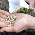 20 Peas Seeds - Kitchen Gardening - Vegetable Seeds. 