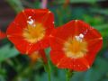 MEXICAN IMPORTED Morning Glory Flowers SCARLET ORANGE Color LUCKY PLANT Summer/Spring Vine Creeper 10 FT tall 6 FT wide IPOMOEA Flower Seeds BY GREEN GOLD. 
