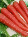 Kitchen Gardening Winter Vegetables Seeds 10 Packs. 