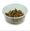 darkling bettle meal worms (organic food for birds). 