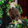 Fake Owl Realistic Decoration Owl Scarecrow Bird Scarer Fake Owl Statue Decoy for Garden Decor. 