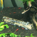 Glass 3-Hole Aquarium Pest Catcher Fish Tank Planaria Leech Worm Trap Cleaner. 
