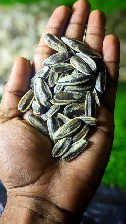 Organic%20Sunflower%20Seed%20(100%20Grams)%20Fresh%20and%20Pure%20Sunflower%20/%20Soraj%20Makhi%20Ke%20Beej%20Best%20In%20Taste%20Buy%20Now%20-%20Image%202