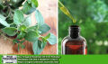 Oregano Essential Oil Pakistan. 