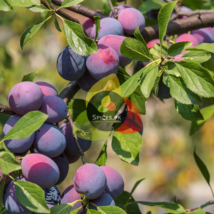 Premium%20Aloo%20Bukhara%20275g%20-%20Fresh%20Dried%20Plums%20-%20Authentic%20Alu%20Bukhara%20for%20Biryani%20&%20Chutney%20-%20Natural%20Whole%20Dried%20Fruit%20-%20Image%207