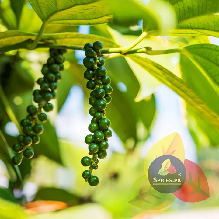Premium%20Organic%20Black%20Pepper%20Powder%20(Kali%20Mirch%20Powder)%20%E2%80%93%20100%25%20Pure%20Fine%20Ground%20Spice%20for%20Curries,%20Soups%20&%20Seasoning%20%E2%80%93%2075g%20-%20Image%207