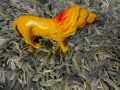 Kids Toys plastic lion elephent  zarafa horse. 