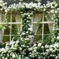 Lady Benks Climbing Rose Seeds - White. 