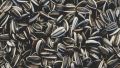 Sunflower Seeds For Household and Birds. 