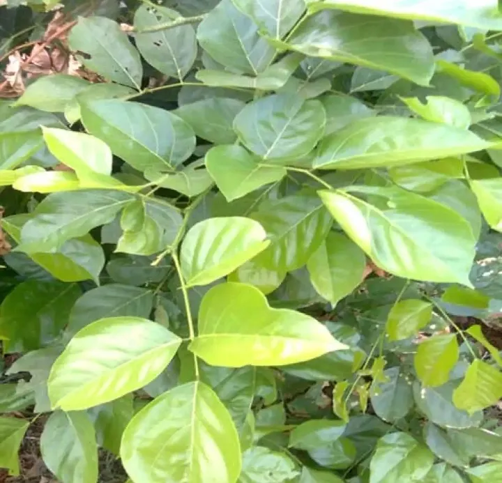 %C3%98%C2%B3%C3%99%CB%86%C3%98%C2%AE%20%C3%9A%E2%80%A0%C3%9B%C5%92%C3%99%E2%80%A0%20%C3%98%C5%92%20%C3%99%C2%BE%C3%99%CB%86%C3%99%E2%80%A0%C3%9A%C2%AF%C3%98%C2%A7%C3%99%E2%80%A6%C3%9B%C5%92%C3%98%C2%A7%20%C3%99%C2%BE%C3%9B%C5%92%C3%99%E2%80%A0%C3%98%C2%A7%C3%99%C2%B9%C3%98%C2%A7%20%C3%98%C2%AF%C3%98%C2%B1%C3%98%C2%AE%C3%98%C2%AA%20%C3%9A%C2%A9%C3%9B%E2%80%99%20%C3%98%C2%A8%C3%9B%C5%92%C3%98%C2%AC%20%C3%9A%C2%AF%C3%9A%C2%BE%C3%98%C2%B1%20%C3%98%C2%A7%C3%99%CB%86%C3%98%C2%B1%20%C3%98%C2%A8%C3%98%C2%A7%C3%98%C2%BA%20%C3%9A%C2%A9%C3%9B%E2%80%99%20%C3%99%E2%80%9E%C3%98%C2%A6%C3%9B%E2%80%99%20%C3%98%C2%A7%C3%98%C2%B9%C3%99%E2%80%9E%C3%9B%C5%92%20%C3%98%C2%B4%C3%98%C2%B1%C3%98%C2%AD%20%C3%9A%C2%A9%C3%9B%C5%92%20%C3%98%C2%B4%C3%98%C2%B1%C3%98%C2%AD%20%C3%9A%C2%A9%C3%9B%E2%80%99%20%C3%98%C2%B3%C3%98%C2%A7%C3%98%C2%AA%C3%9A%C2%BE%20-%20Image%203