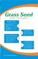 Lawn Grass Seeds (Bermuda Grass) imported seeds from Netherlands 50 gram for 25 square feet , 100 Gram for 50 Square feet.. 