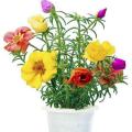 Moss Rose Plant |Best for Seed Garden & Home Decoration|. 