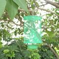 Folding Mosquito Capture Catching Fly Mesh Net cage Hanging Trap Catcher Killer Insect Bug Fly Catcher Mosquito Traps Repellent. 