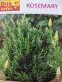 Rosemary Herb Seeds for Kitchen Gardening. 